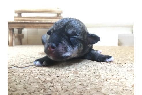 成約済の静岡県のミニチュアシュナウザー-60489の7枚目