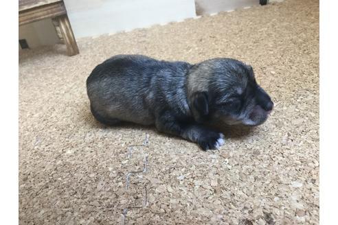 成約済の静岡県のミニチュアシュナウザー-60489の6枚目