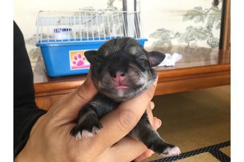 成約済の静岡県のミニチュアシュナウザー-60489の5枚目