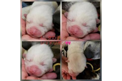 成約済の北海道の秋田犬-61839の1枚目