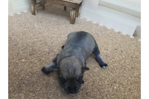 成約済の静岡県のミニチュアシュナウザー-60488の7枚目