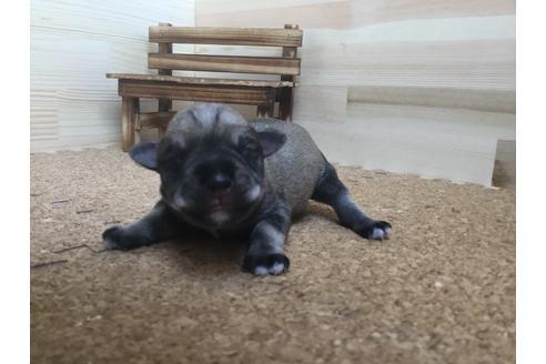 成約済の静岡県のミニチュアシュナウザー-60488の6枚目