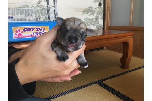 成約済の静岡県のミニチュアシュナウザー-60488の5枚目