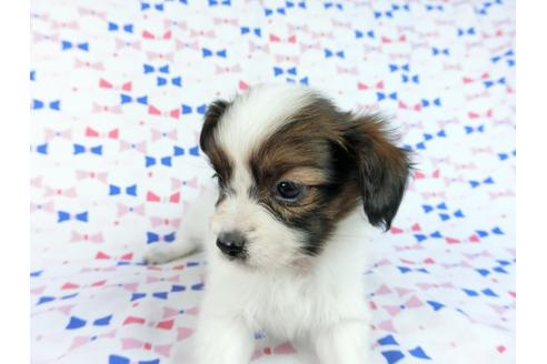 成約済の千葉県のパピヨン-61321の12枚目