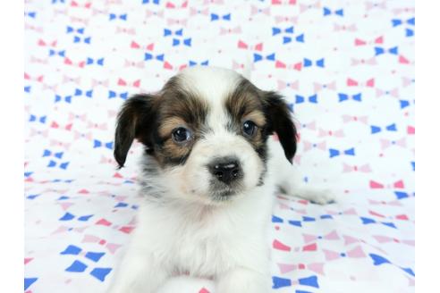 成約済の千葉県のパピヨン-61321の11枚目