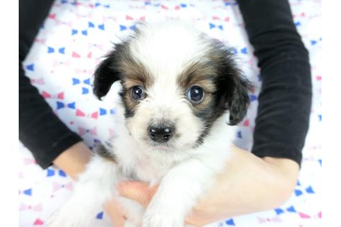 成約済の千葉県のパピヨン-61322の12枚目