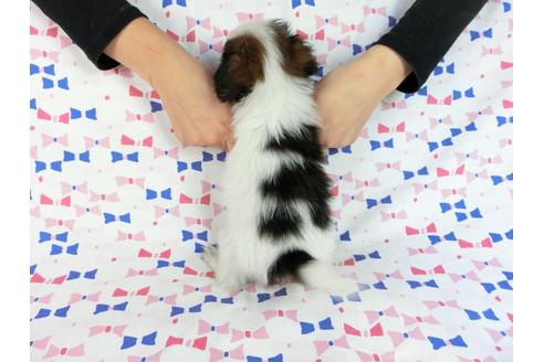 成約済の千葉県のパピヨン-61322の9枚目