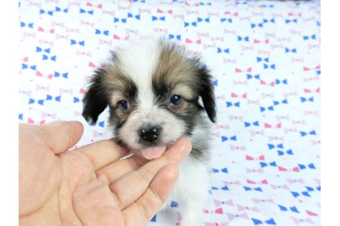 成約済の千葉県のパピヨン-61324の12枚目