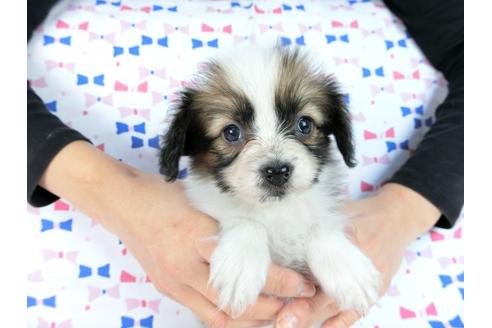 成約済の千葉県のパピヨン-61324の11枚目