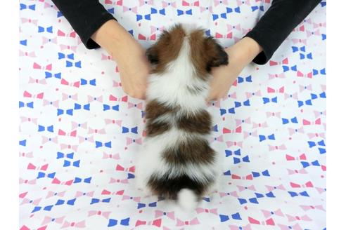 成約済の千葉県のパピヨン-61324の9枚目