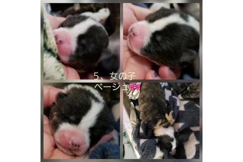 成約済の北海道の秋田犬-61840の1枚目