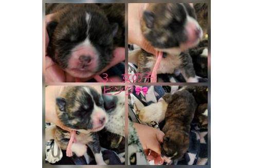 成約済の北海道の秋田犬-61848の1枚目