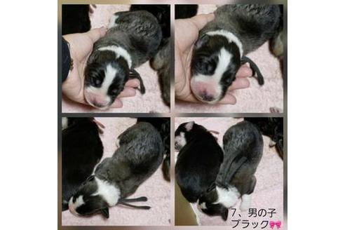 成約済の北海道のミックス犬-61868の1枚目