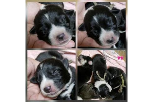 成約済の北海道のミックス犬-61872の2枚目
