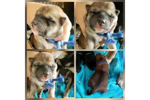 成約済の北海道の柴犬-61875の1枚目