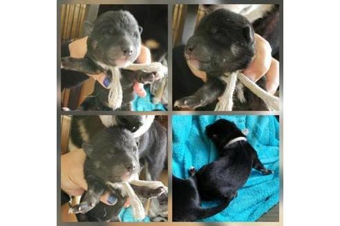 成約済の北海道の柴犬-61876の1枚目