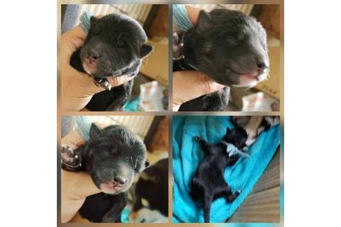 成約済の北海道の柴犬-61877の1枚目