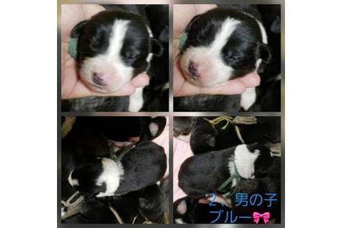 成約済の北海道のミックス犬-61880の2枚目