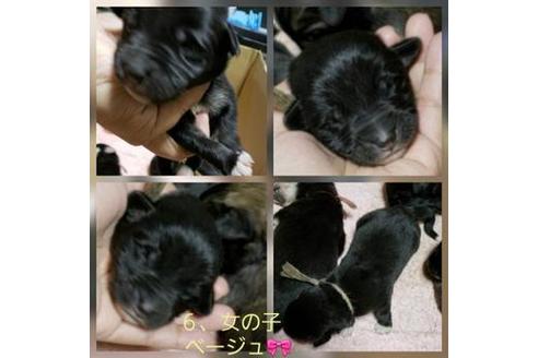 成約済の北海道のミックス犬-61883の2枚目