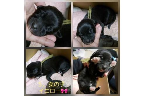 成約済の北海道のミックス犬-61885の2枚目