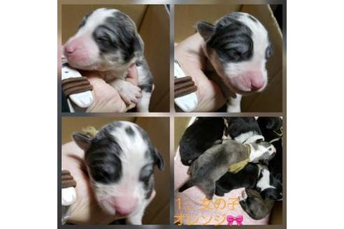 成約済の北海道のミックス犬-61888の1枚目