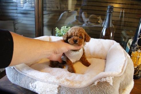 成約済の埼玉県のトイプードル-61890の5枚目