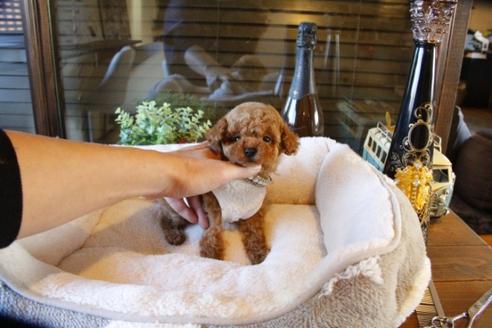 成約済の埼玉県のトイプードル-61890の4枚目