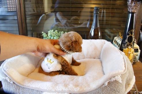 成約済の埼玉県のトイプードル-61890の3枚目