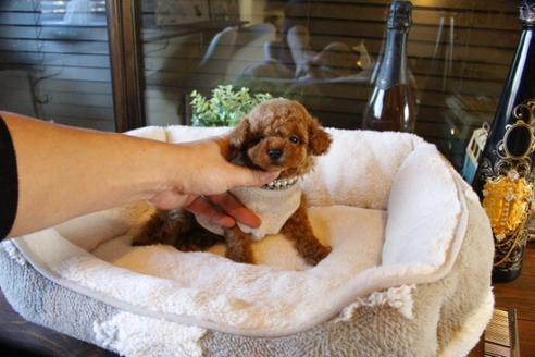 成約済の埼玉県のトイプードル-61890の2枚目