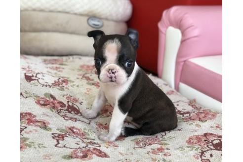 成約済の香川県のボストンテリア-61772の1枚目