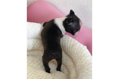 成約済の香川県のボストンテリア-61772の3枚目