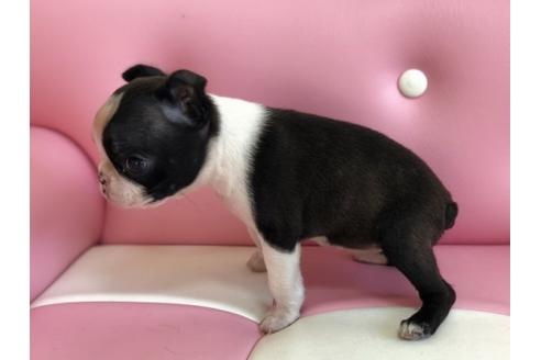 成約済の香川県のボストンテリア-61772の2枚目