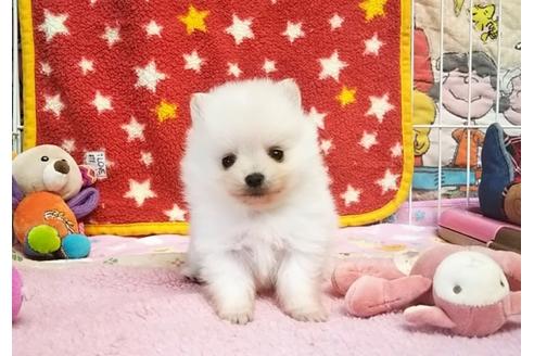 成約済の秋田県のポメラニアン-61933の5枚目