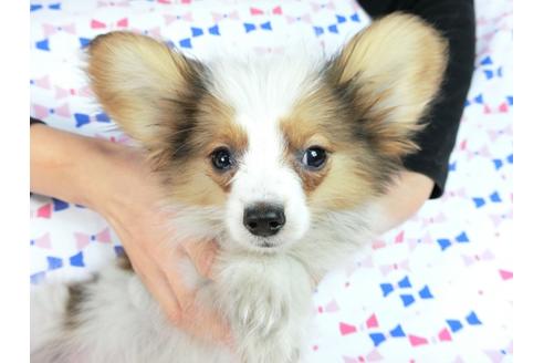 成約済の千葉県のパピヨン-58155の1枚目