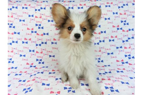 成約済の千葉県のパピヨン-58155の4枚目