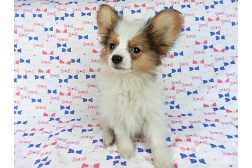 成約済の千葉県のパピヨン-58155の3枚目