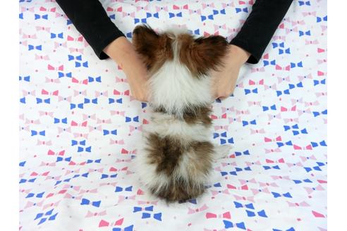 成約済の千葉県のパピヨン-58155の2枚目