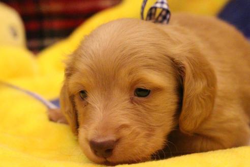 成約済の愛知県のカニンヘンダックスフンド(ロングヘアード)-60577の13枚目