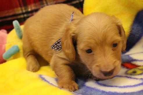 成約済の愛知県のカニンヘンダックスフンド(ロングヘアード)-60577の12枚目