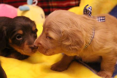 成約済の愛知県のカニンヘンダックスフンド(ロングヘアード)-60577の11枚目