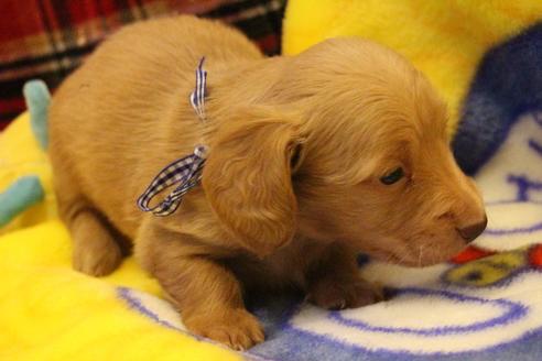 成約済の愛知県のカニンヘンダックスフンド(ロングヘアード)-60577の10枚目