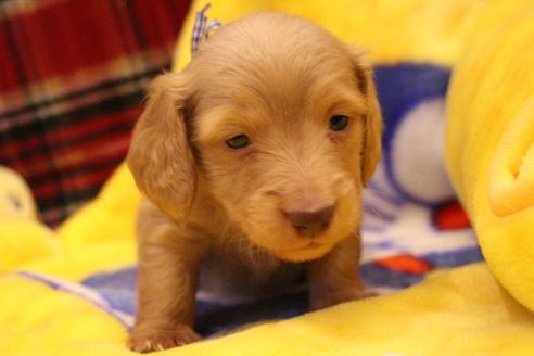 成約済の愛知県のカニンヘンダックスフンド(ロングヘアード)-60577の9枚目
