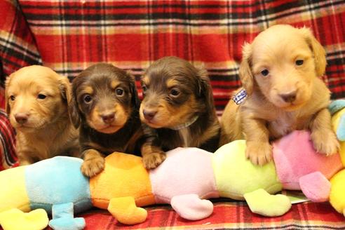 成約済の愛知県のカニンヘンダックスフンド(ロングヘアード)-60577の8枚目