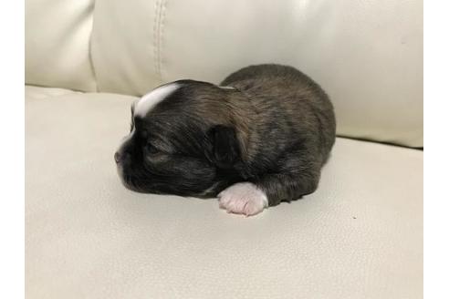 成約済の長崎県のチワワ(ロングコート)-61949の1枚目