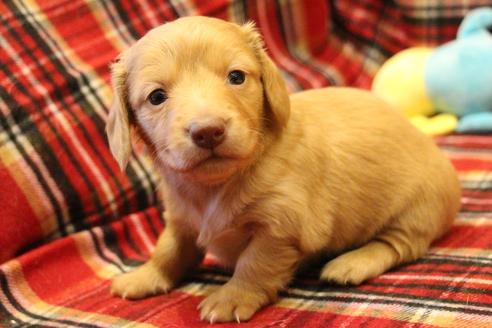成約済の愛知県のカニンヘンダックスフンド(ロングヘアード)-60579の11枚目