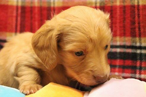 成約済の愛知県のカニンヘンダックスフンド(ロングヘアード)-60579の10枚目