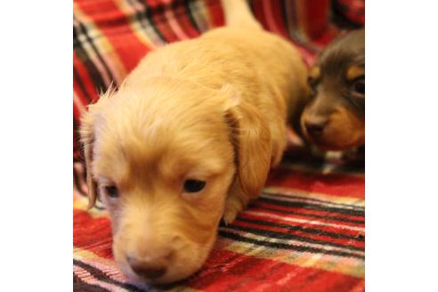 成約済の愛知県のカニンヘンダックスフンド(ロングヘアード)-60579の9枚目