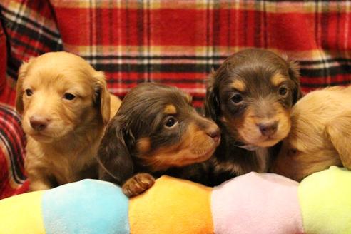 成約済の愛知県のカニンヘンダックスフンド(ロングヘアード)-60579の6枚目