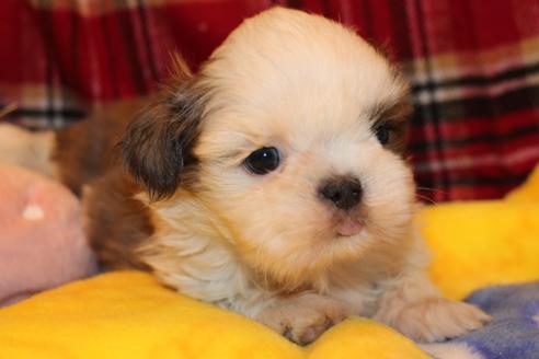 成約済の愛知県のシーズー-59823の53枚目