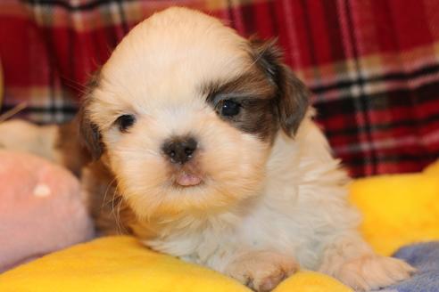 成約済の愛知県のシーズー-59823の52枚目